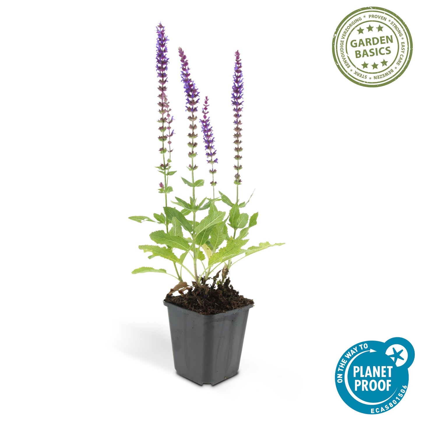 🌸 Salvia nemorosa ‘Ostfriesland’ – Salie (6 Stuks)
