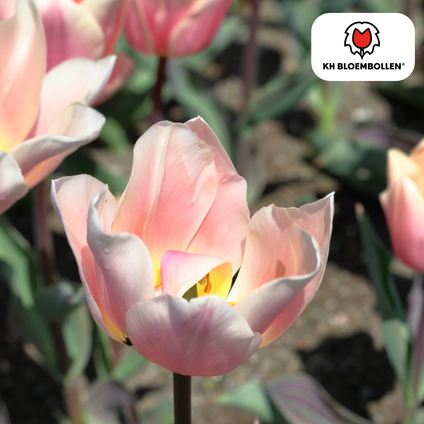 🌷 Tulpenbollen ‘Apricot Delight’ – Roze-Apricot Tulp (20 Stuks)