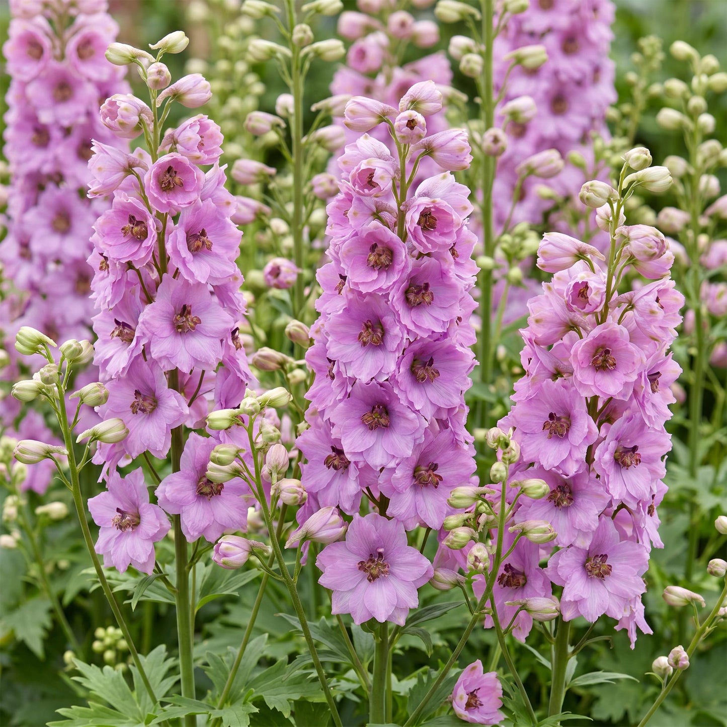 🌿 Delphinium (Pacific) 'Astolat' – Ridderspoor | 3 stuks
