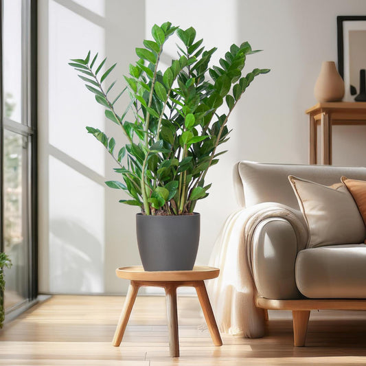 🌿 Zamioculcas Zamiifolia – ZZ Plant met Vibers Pot Grijs