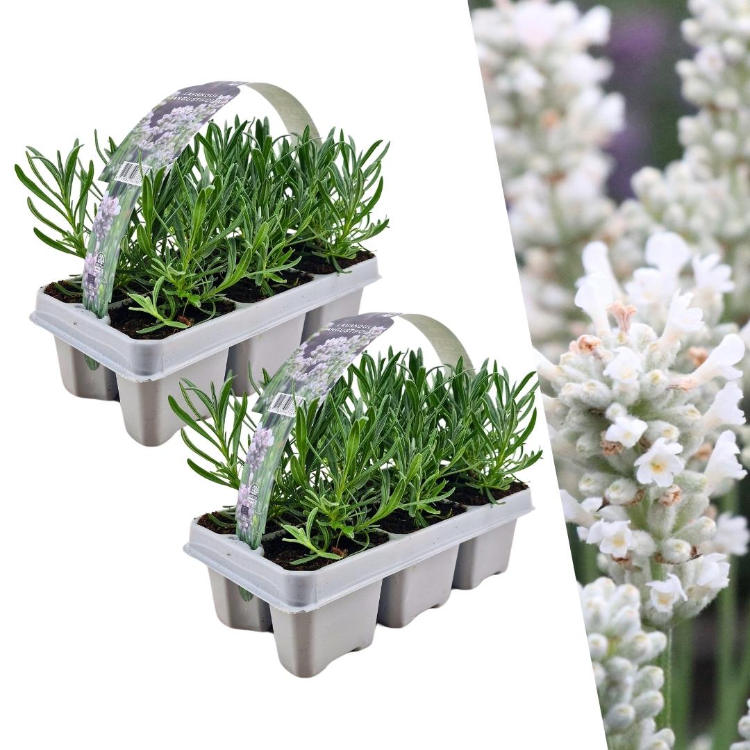 🤍 Lavandula angustifolia ‘White’ – Witte Lavendel (12 stuks)