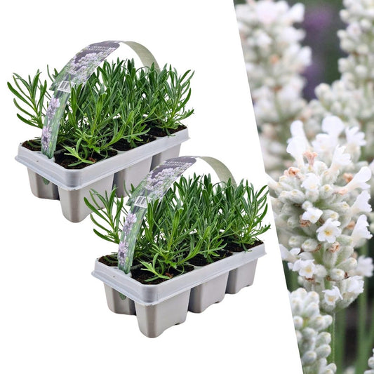 🤍 Lavandula angustifolia ‘White’ – Witte Lavendel (12 stuks)