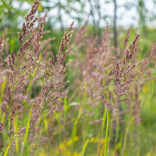 🌾 Calamagrostis brachytricha | Bloeiend Siergras (6 Stuks)