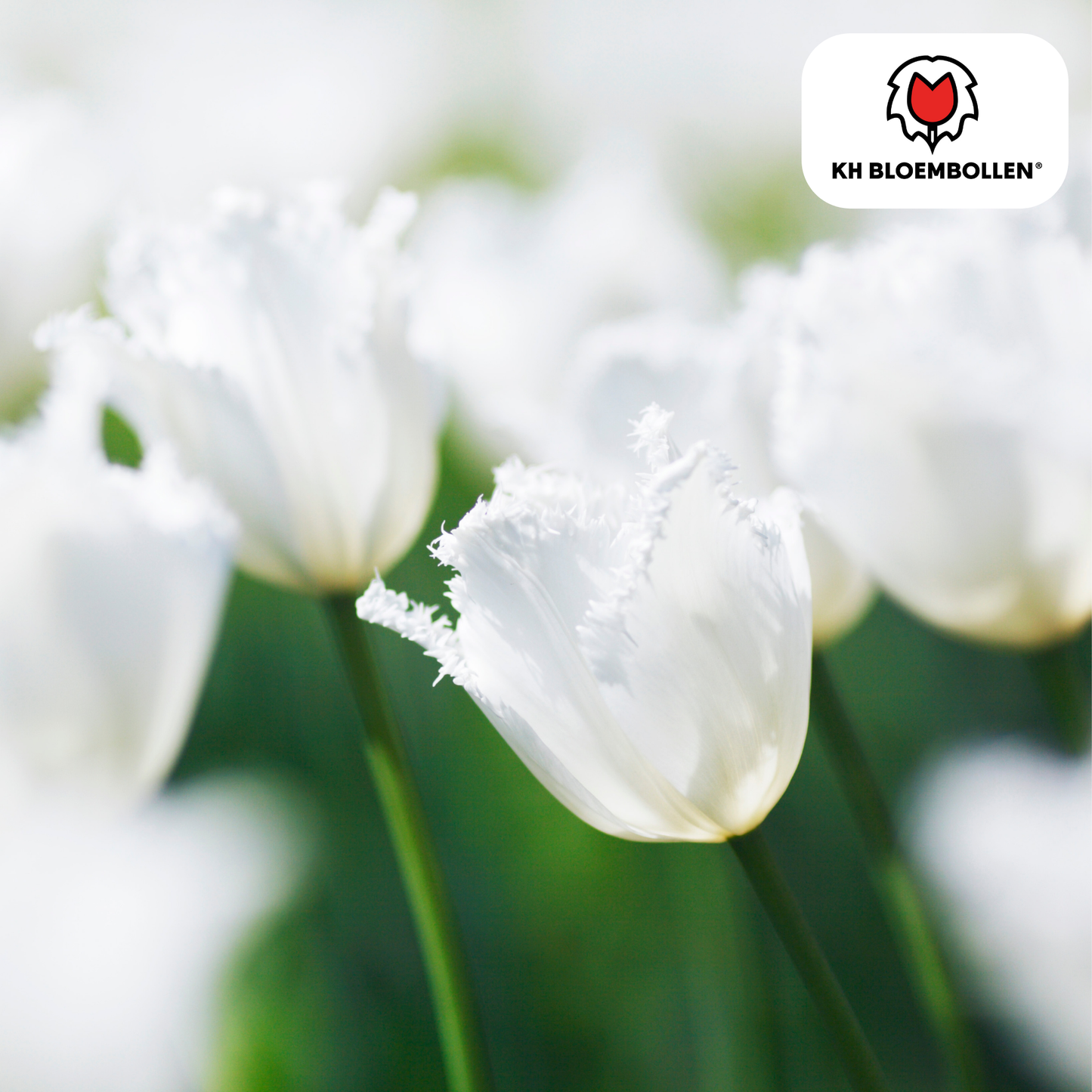 🌷 Tulpenbollen ‘Honeymoon’ – Witte Tulp met Kartelrand (20 Stuks)