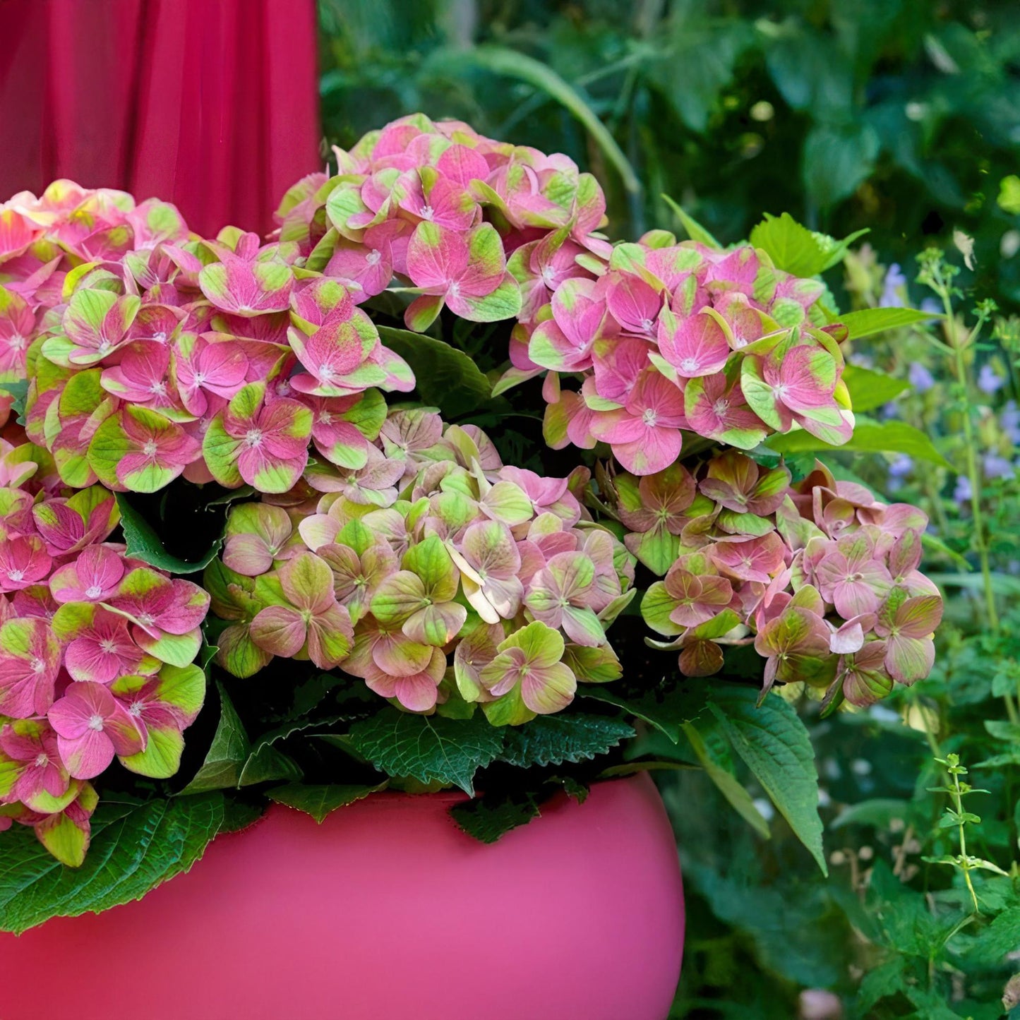 🌸 Hydrangea ‘Magical Green Fire’ – Roze Groene Hortensia | (2 stuks)