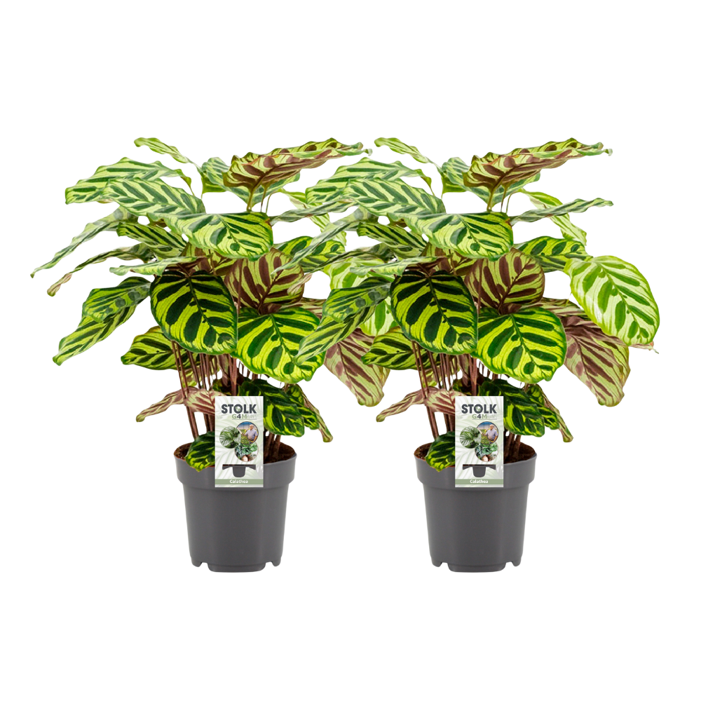 🌿 Calathea Makoyana | Pauwenplant Set (2 Stuks)