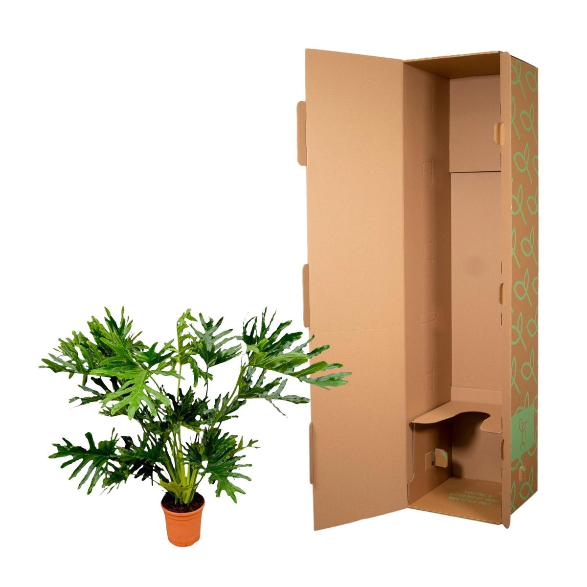 🌿 Philodendron Selloum – Grote tropische kamerplant