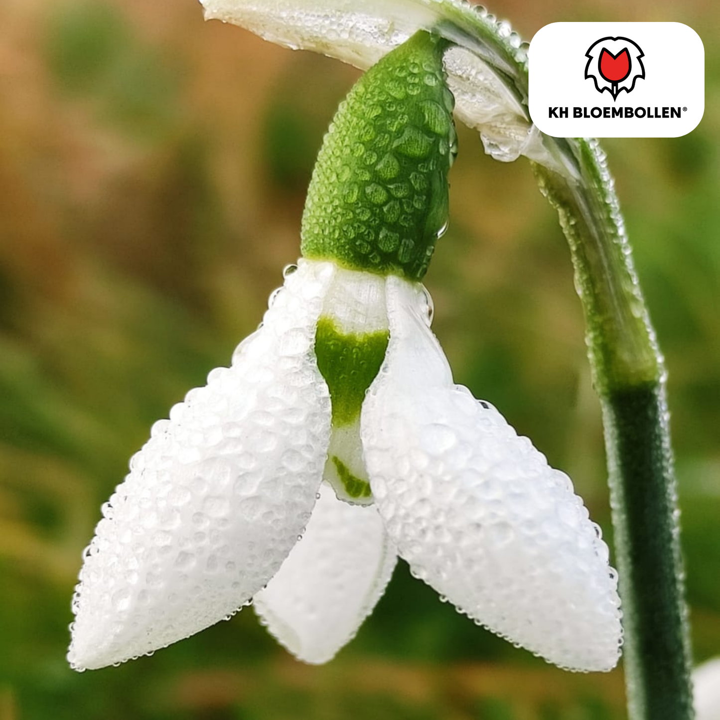 🌼 Sneeuwklokjes  Vroege Voorjaarsbloeier & Winterhard (30 stuks)