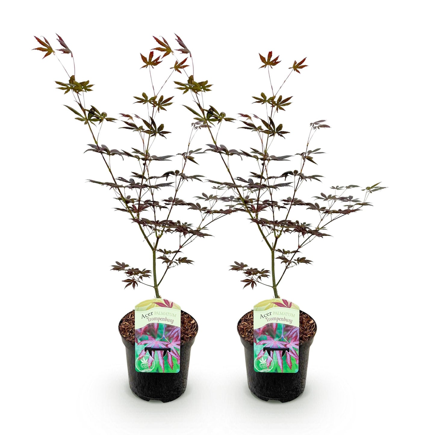 🍁 Acer palmatum ‘Trompenburg’ – Japanse Esdoorn Donkerpaars (2 stuks)