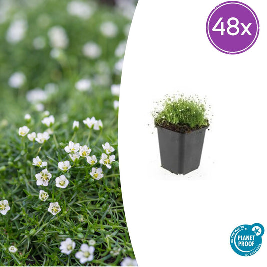 🌿 Sagina subulata – Winterharde Iers Mos Bodembedekker (48 stuks)