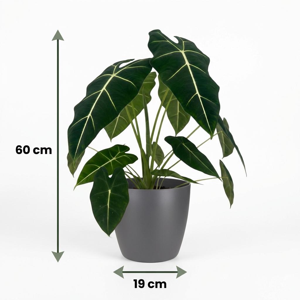 🌿 Alocasia Frydek – met Grijze Pot