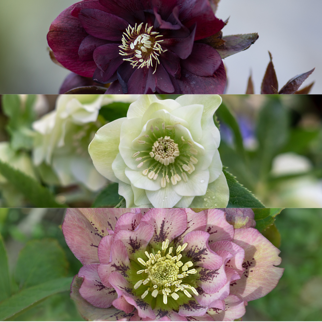 🌸 Helleborus Specials – Winterbloeiers (3 Stuks)