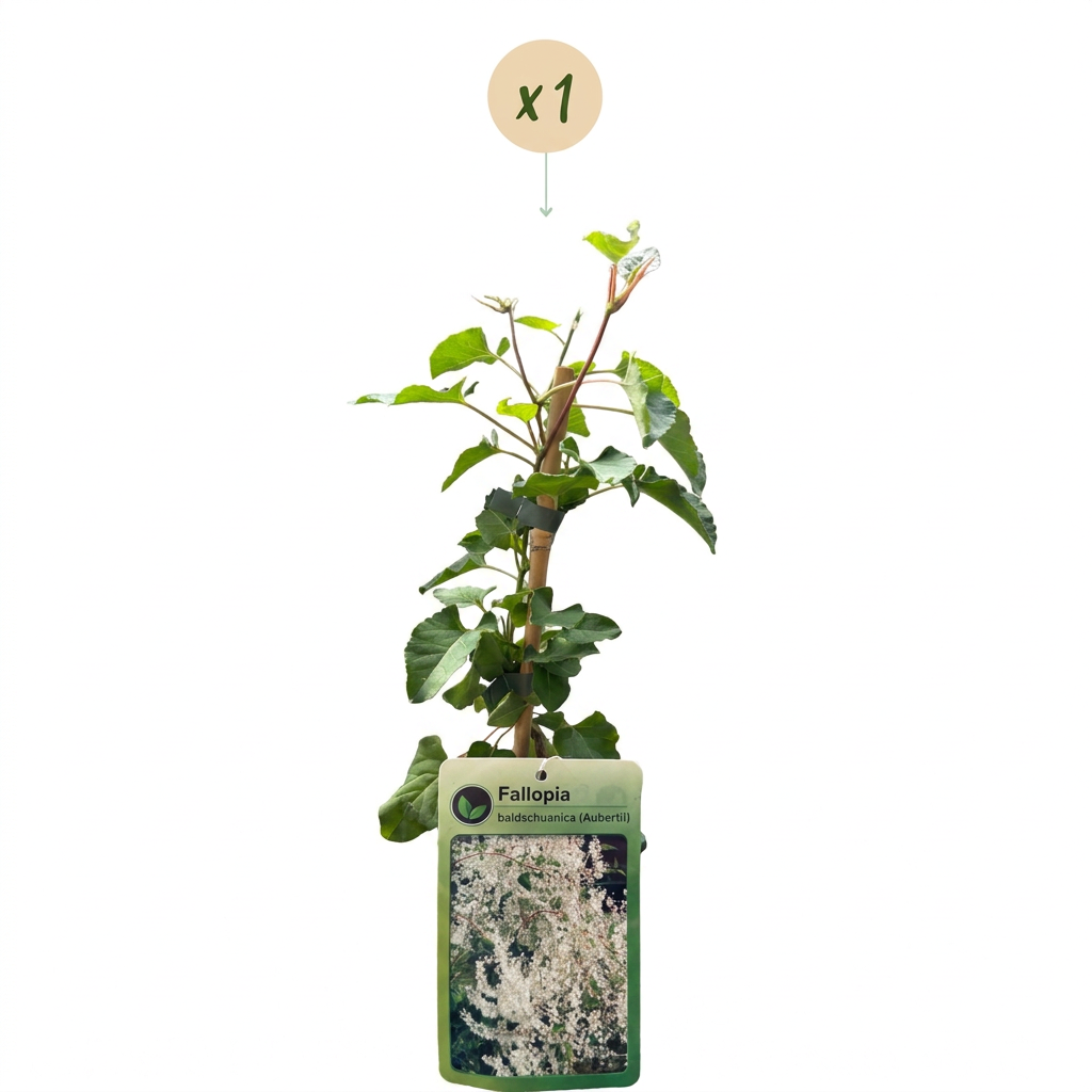 🤍 Fallopia aubertii – Bruidssluierplant – Witte klimplant