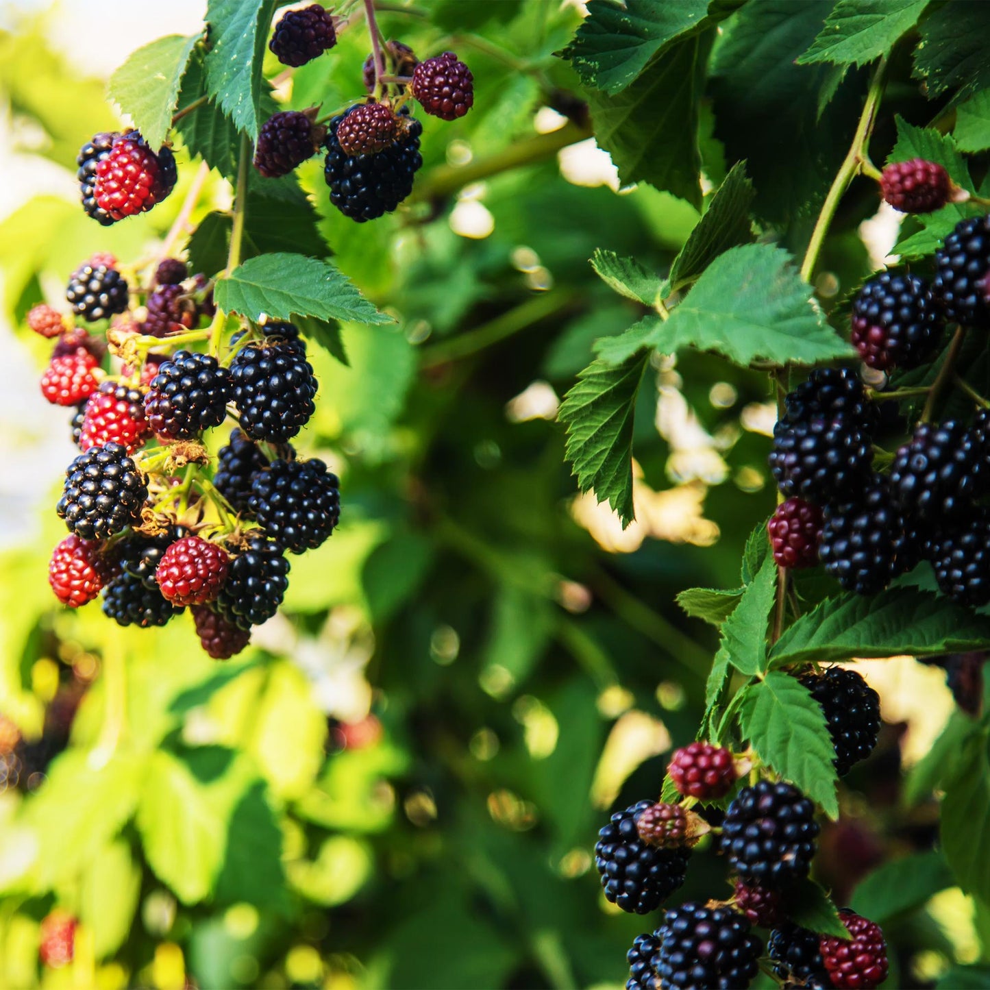 🍇 Rubus fruticosus ‘Triple Crown’ – Doornloze Braam (2 Stuks)