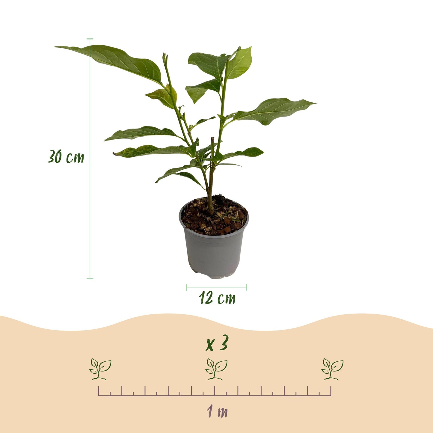 🌺 Magnolia ‘Genie’ – Paarse Magnolia | (3 stuks)