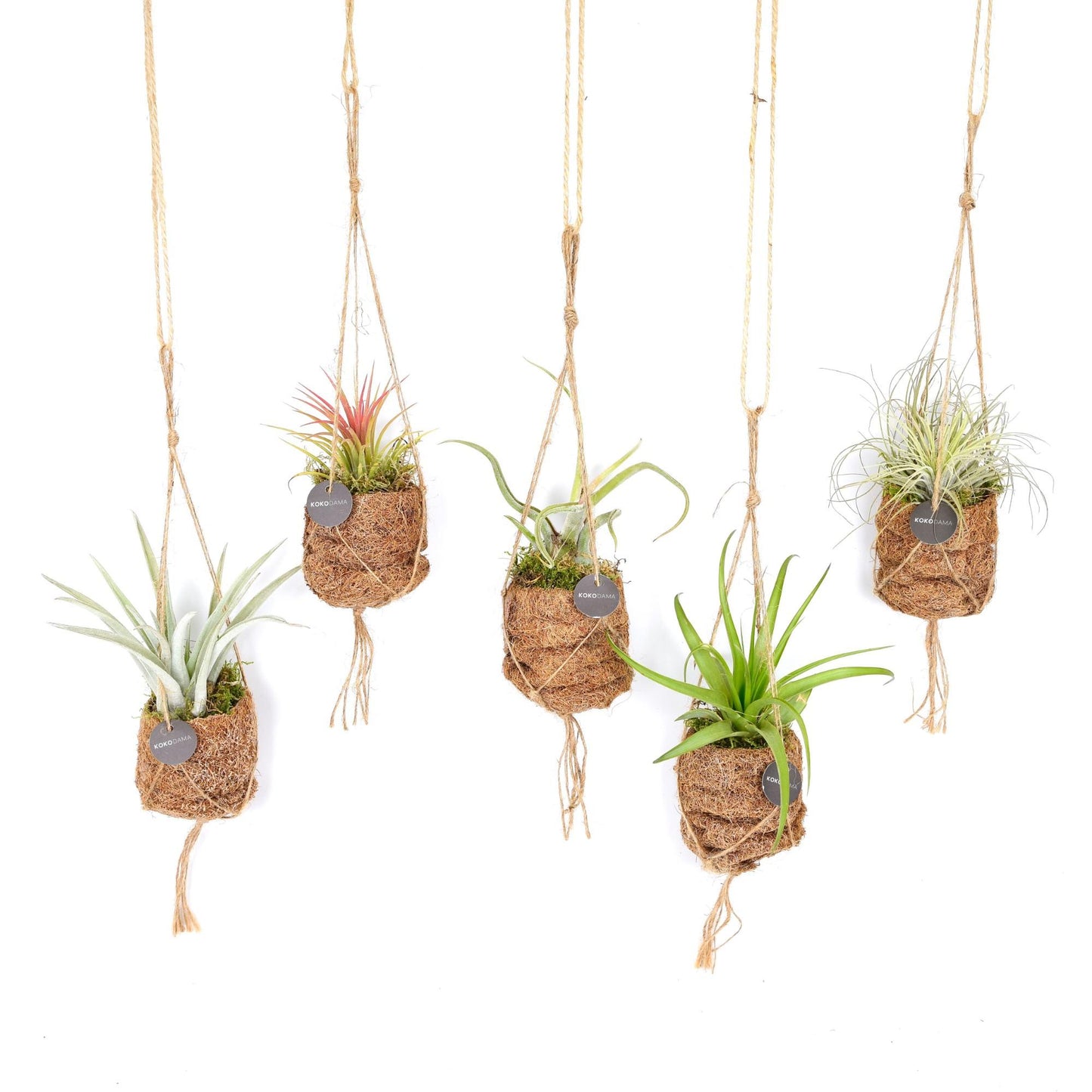 🌿 Kokodama Birdnest Tillandsia Mix | Luchtplantjes Set (8 Stuks)