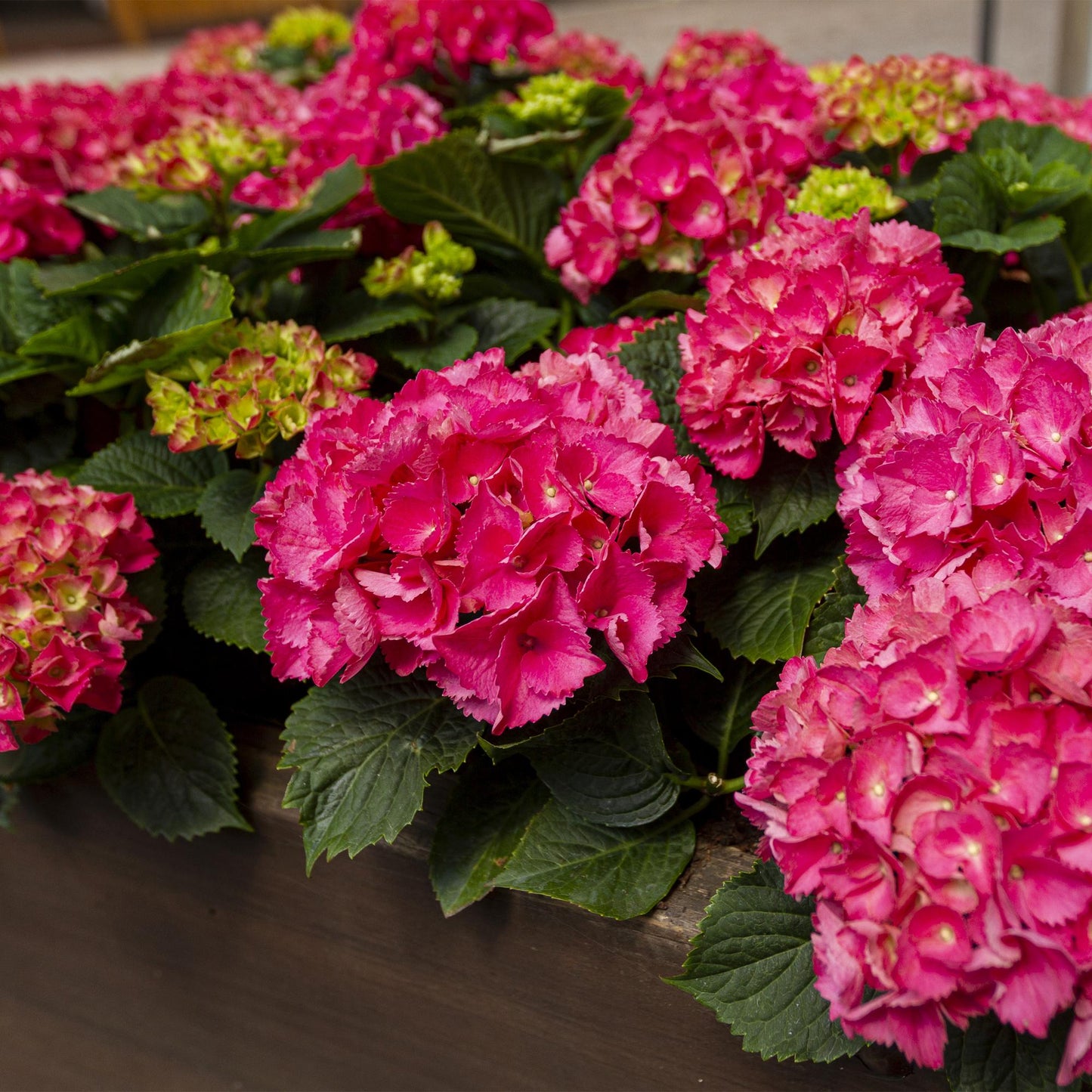 ❤️ Hydrangea macrophylla – Rode Hortensia (3 Stuks)