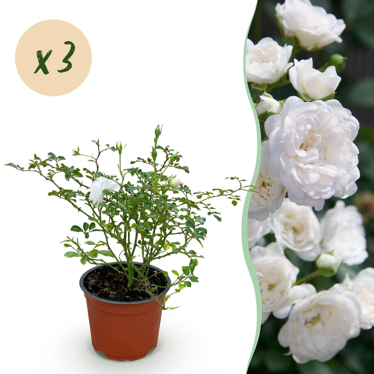 🤍 Rosa 'White Fairy' | Compacte Witte Rozen voor Tuin & Balkon (3 stuks)
