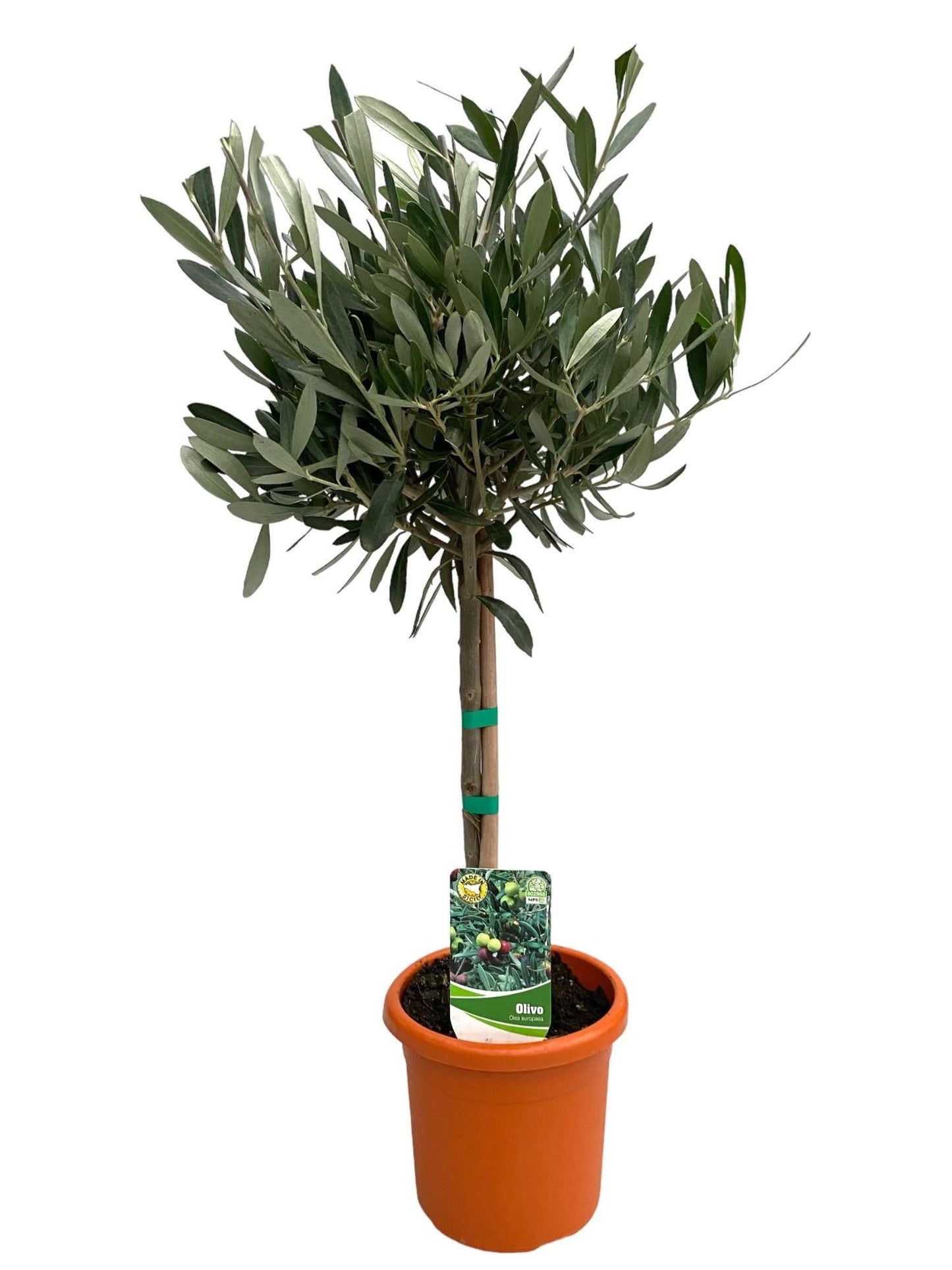 🌳 Olea europaea – Olijfboom op Stam