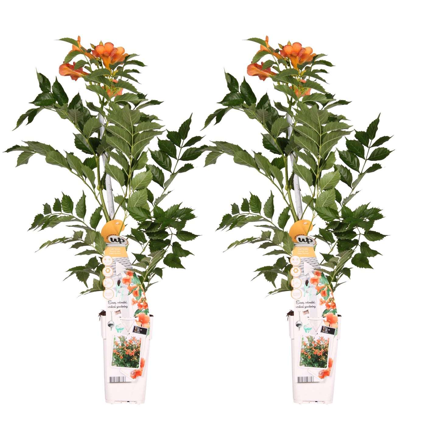 🌺 Campsis ‘Indian Summer’ – Trompetbloem (2 Stuks)
