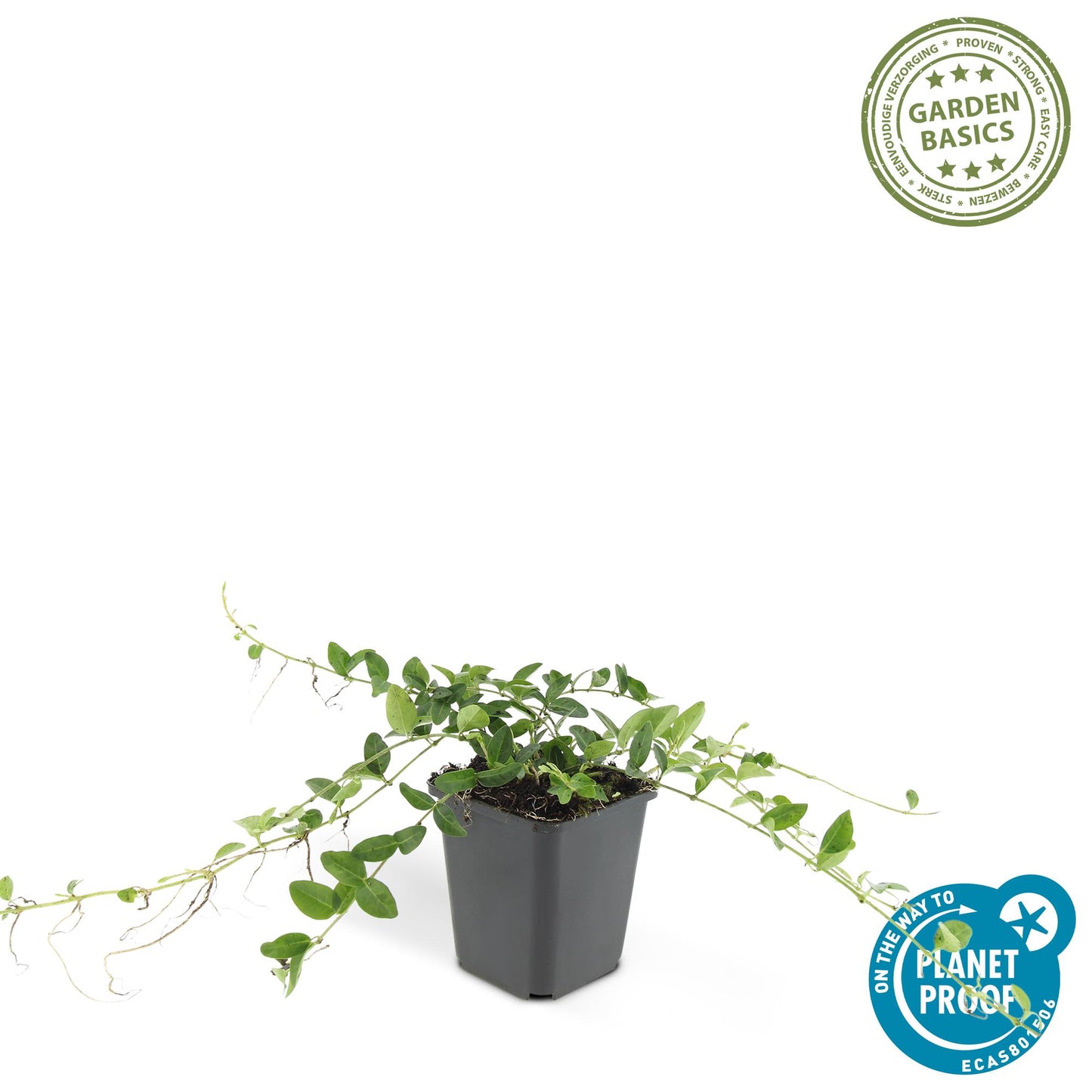 🌿 Vinca minor ‘Alba’ – Winterharde Witte Bodembedekker (6 stuks)