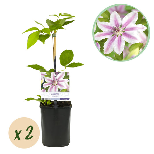 🌸 Clematis ‘Nelly Moser’ – Klimplant (2 Stuks)