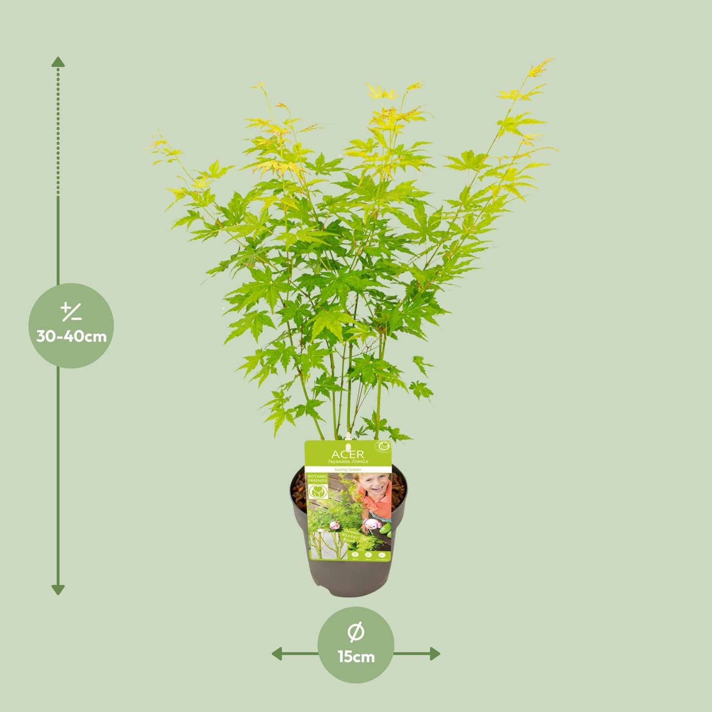 🌳 Acer palmatum ‘Going Green’ – Japanse Esdoorn