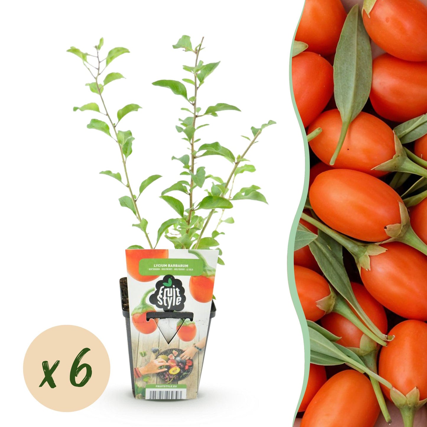 🍊 Goji Bes – Lycium barbarum | Goji Bessenplanten (6 stuks)