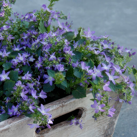🌸 Campanula ‘Stella’ – Winterharde Bloeiende Bodembedekker (24 stuks)