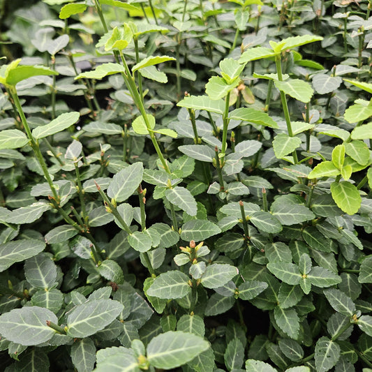 🌿 Euonymus fortunei ‘Radicans’ | Bodembedekker (48 Stuks)