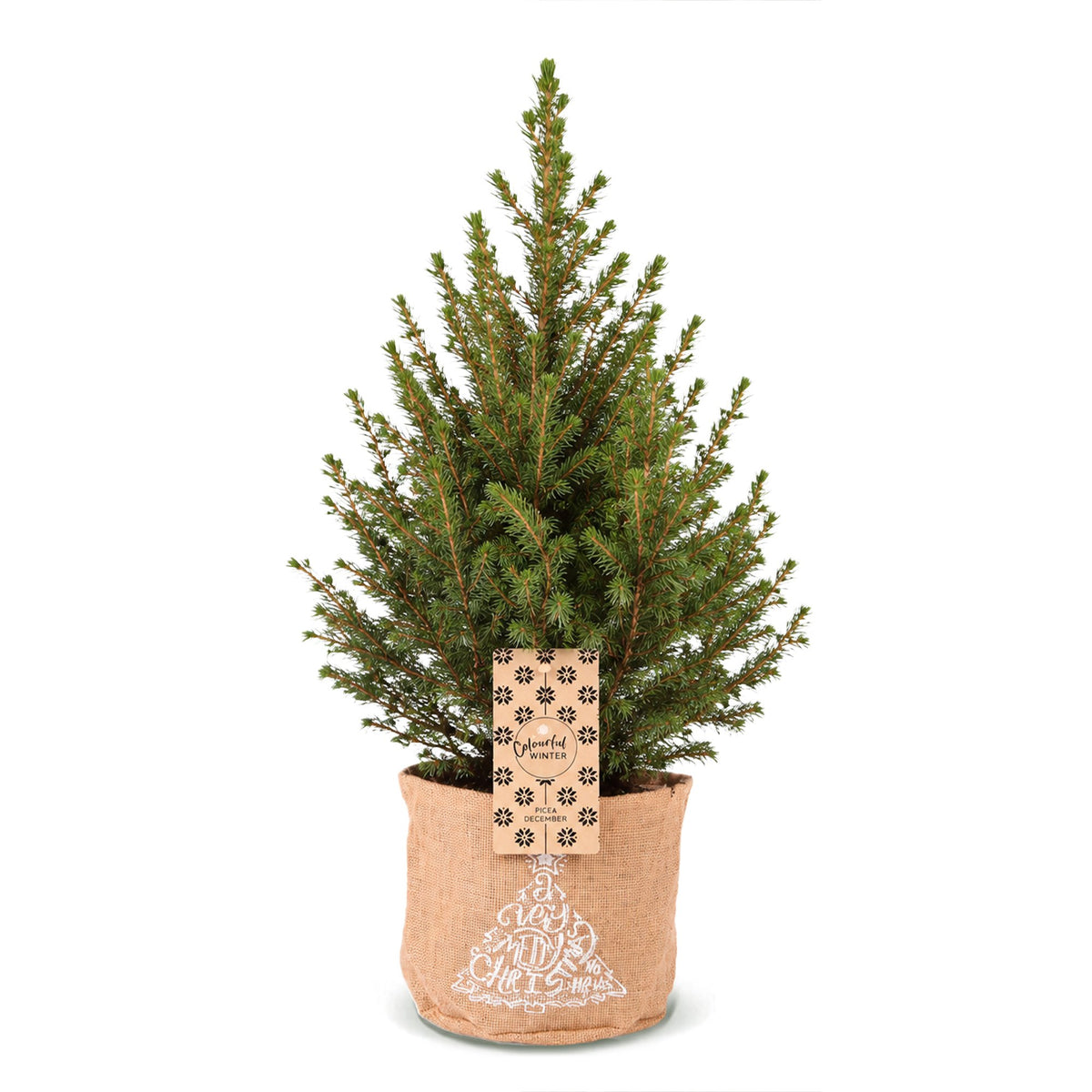 🎄 Picea glauca ‘Conica’ – Groene kegelspar met jute zak