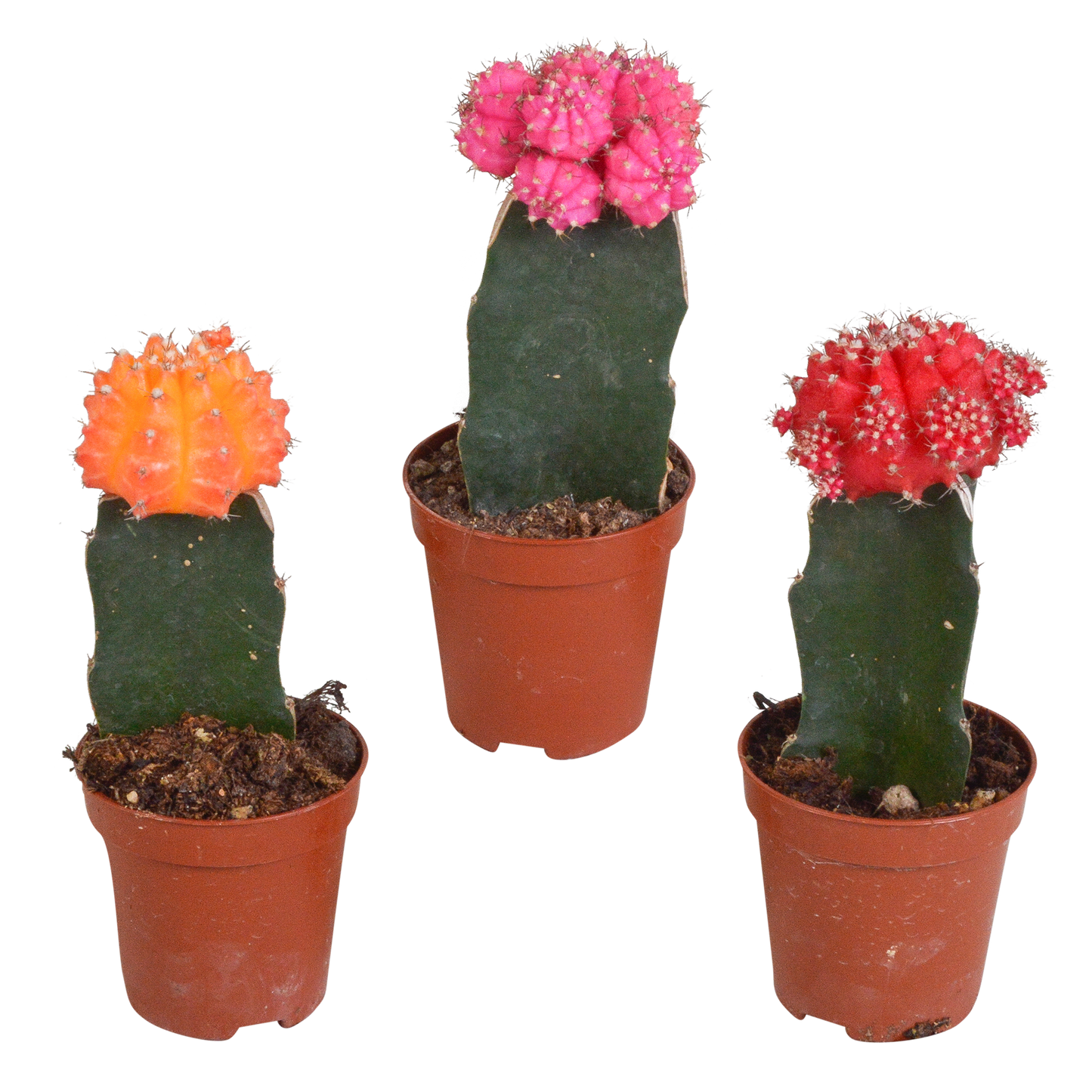 🌵 Euphorbia meloformis variegata & Gymnocalycium mix (3 stuks)