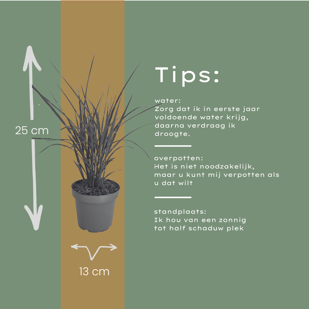 🌾 Miscanthus sinensis 'Zebrinus' – Zebragras | 3 stuks