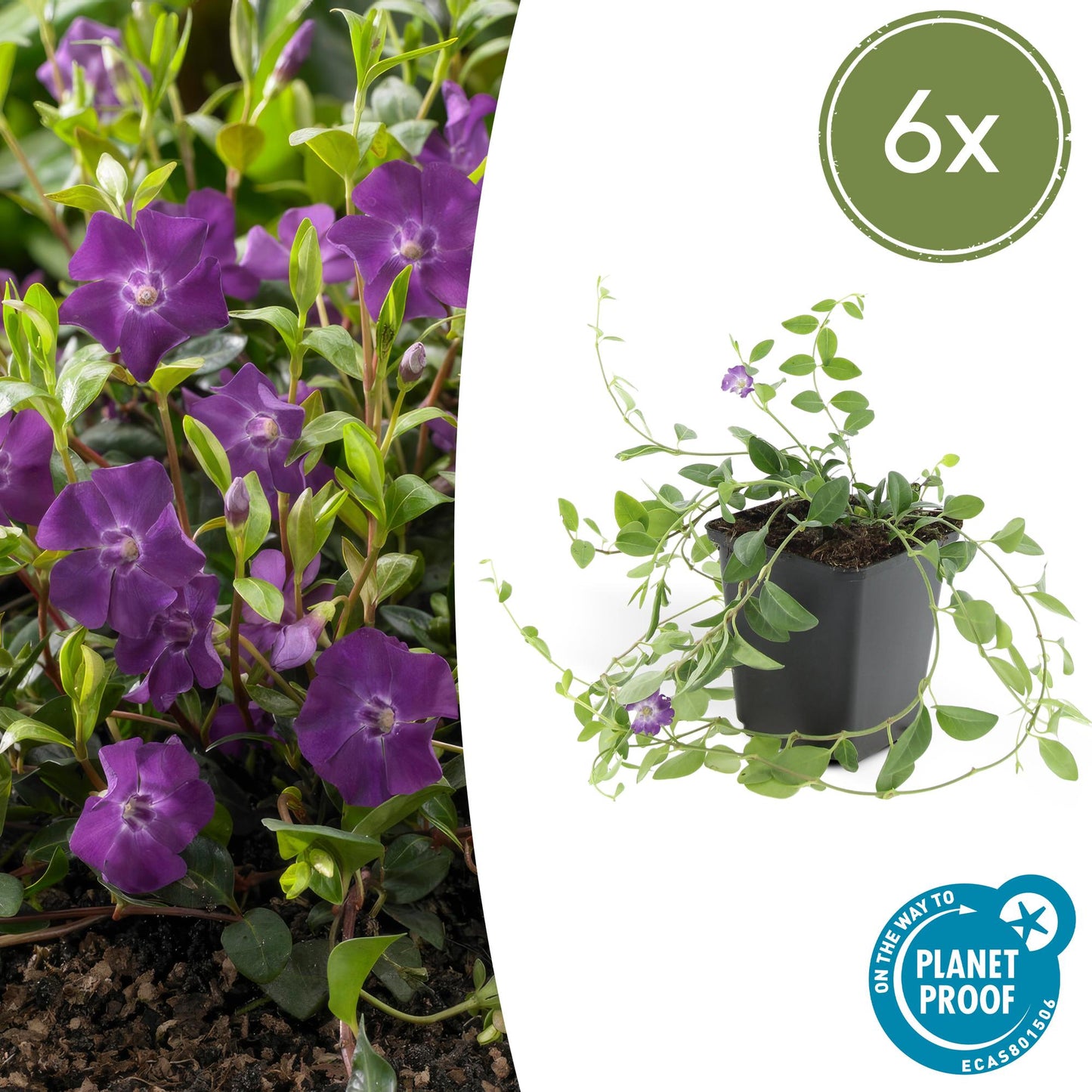 🌿 Vinca minor ‘Atropurpurea’ – Winterharde Paarsbloeiende Bodembedekker (6 stuks)