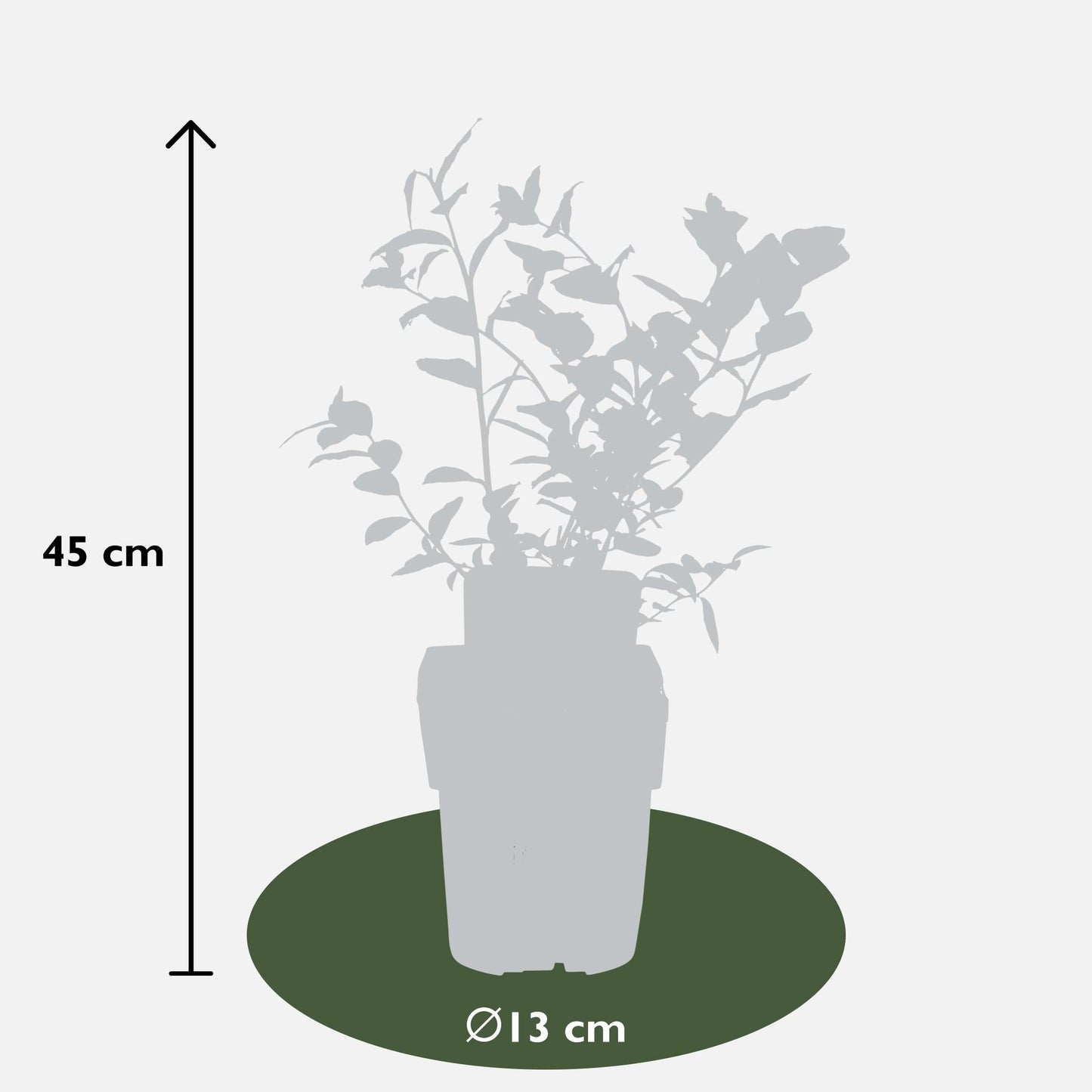 🫐 Vaccinium corymbosum ‘Reka’ – Blauwe Bes