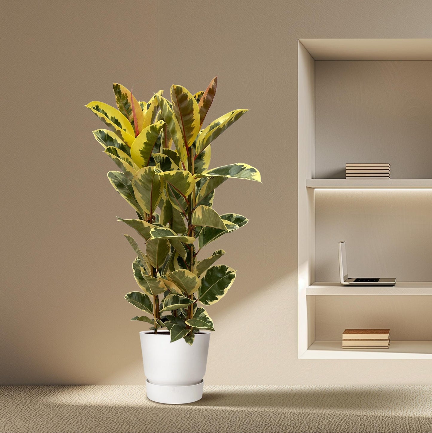 🌿 Ficus Elastica ‘Tineke’ – Grote Rubberplant met Bont Blad