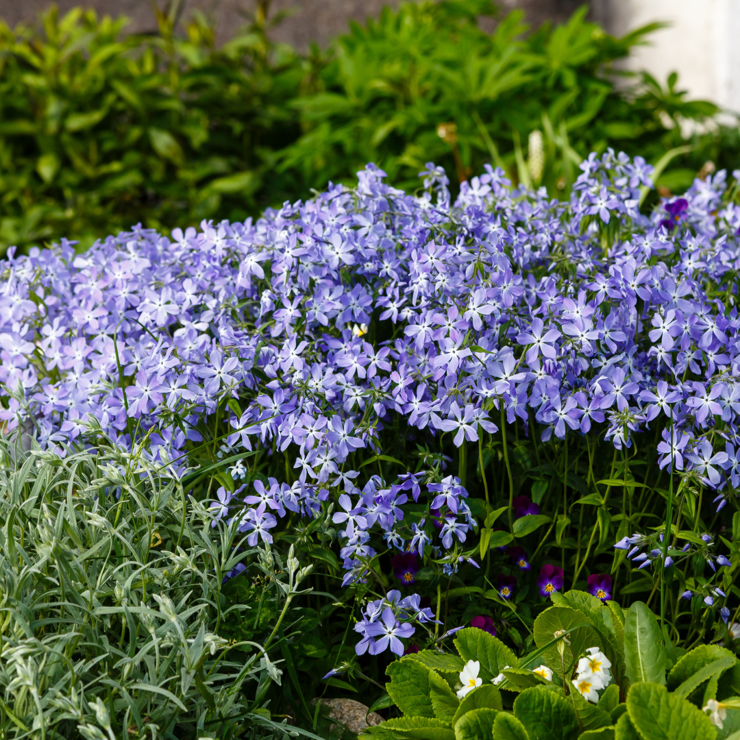 💙 Phlox subulata ‘Emerald Cushion Blue’ – Kruipphlox | (6 stuks)