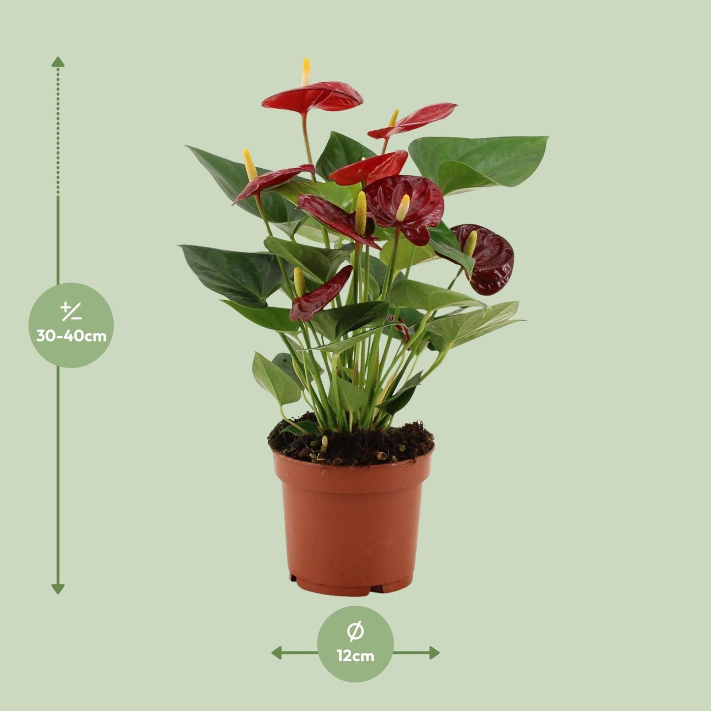 🌺 Anthurium Calon | Bloeiende Kamerplant