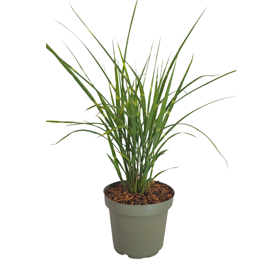 🌾 Miscanthus sinensis 'Zebrinus' – Zebragras | 3 stuks