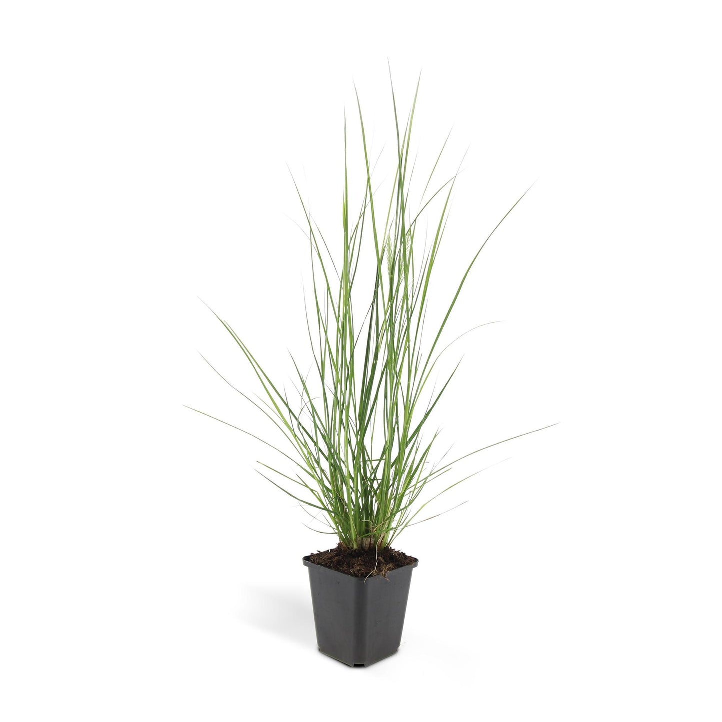🌾 Pennisetum alopecuroides ‘Hameln’ | Lampenpoetsersgras (60 Stuks)
