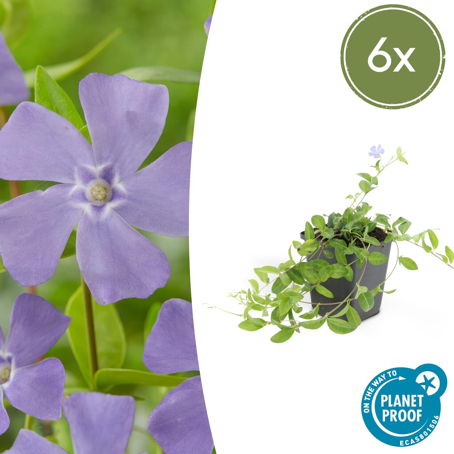 🌿 Vinca minor – Winterharde Groenblijvende Bodembedekker (6 stuks)