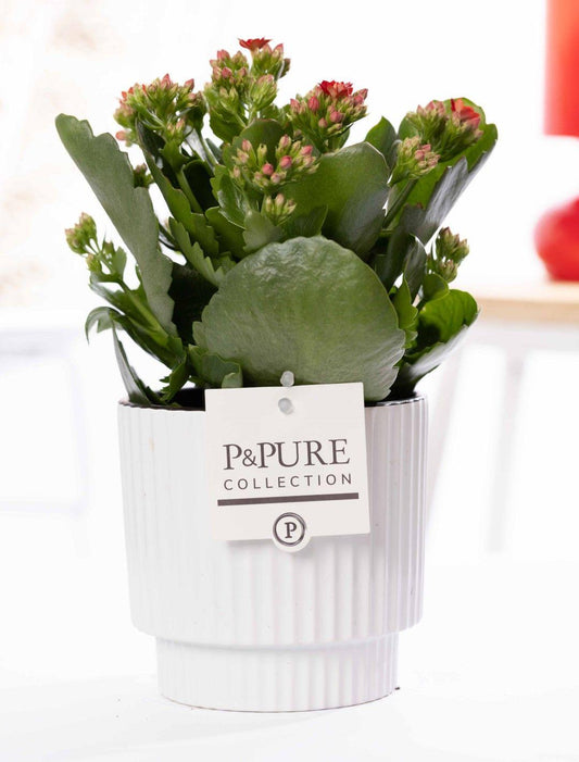 🌺 Kalanchoe Red – In P&PURE Ivy Ceramics Shiny White – Ø12 cm – ↕27 cm | Bloeiende Kamerplant