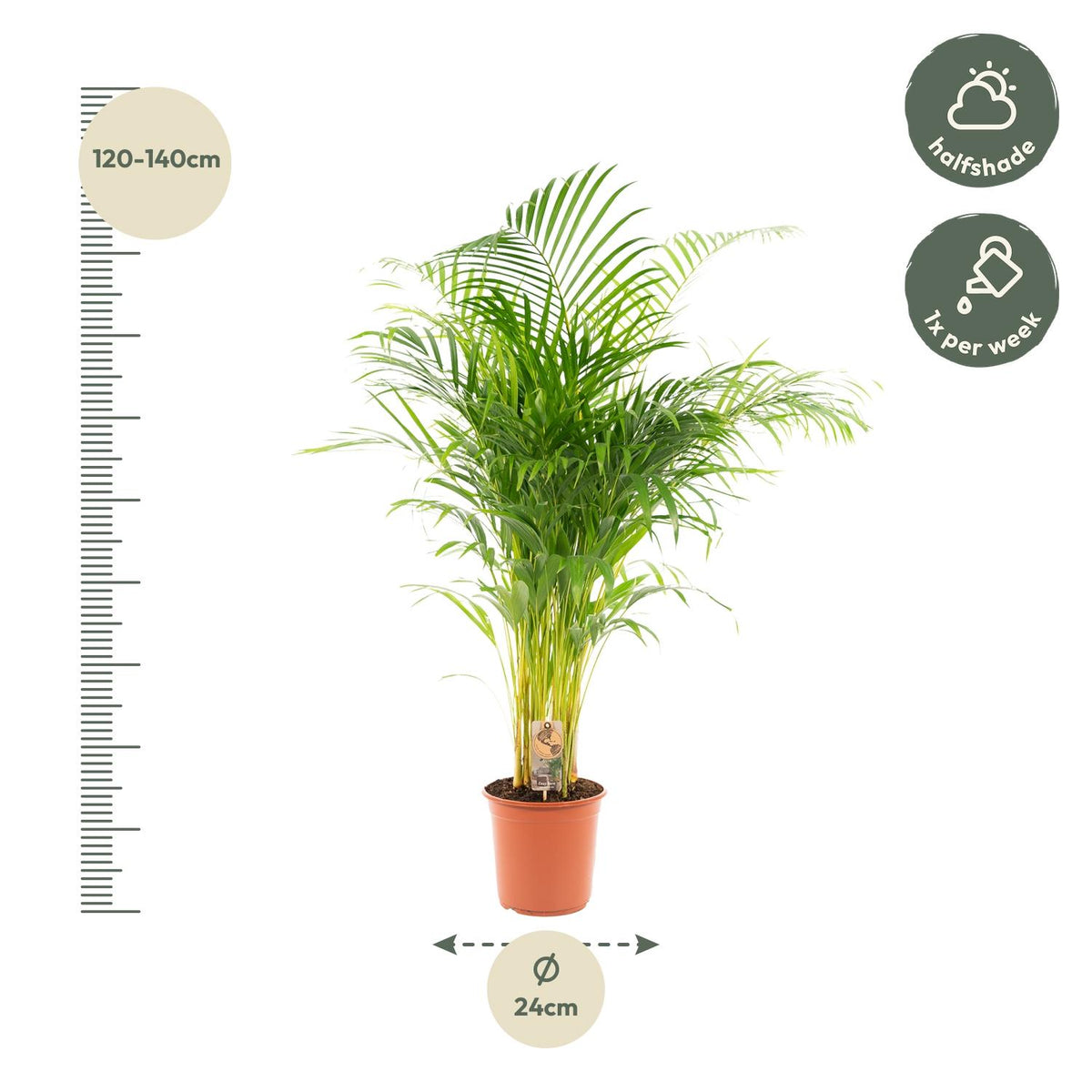 🌴 Areca Palm – Luchtzuiverende Tropische Kamerplant