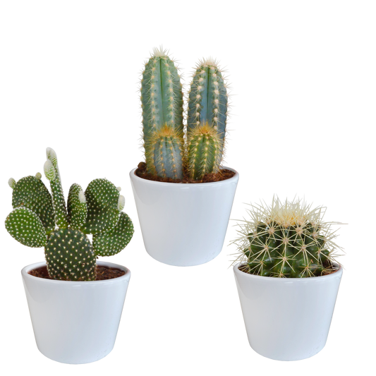 🌵 Cactus Mix – 3 stuks – Ø10,5cm – In witte pot – Stoer & Onderhoudsarm