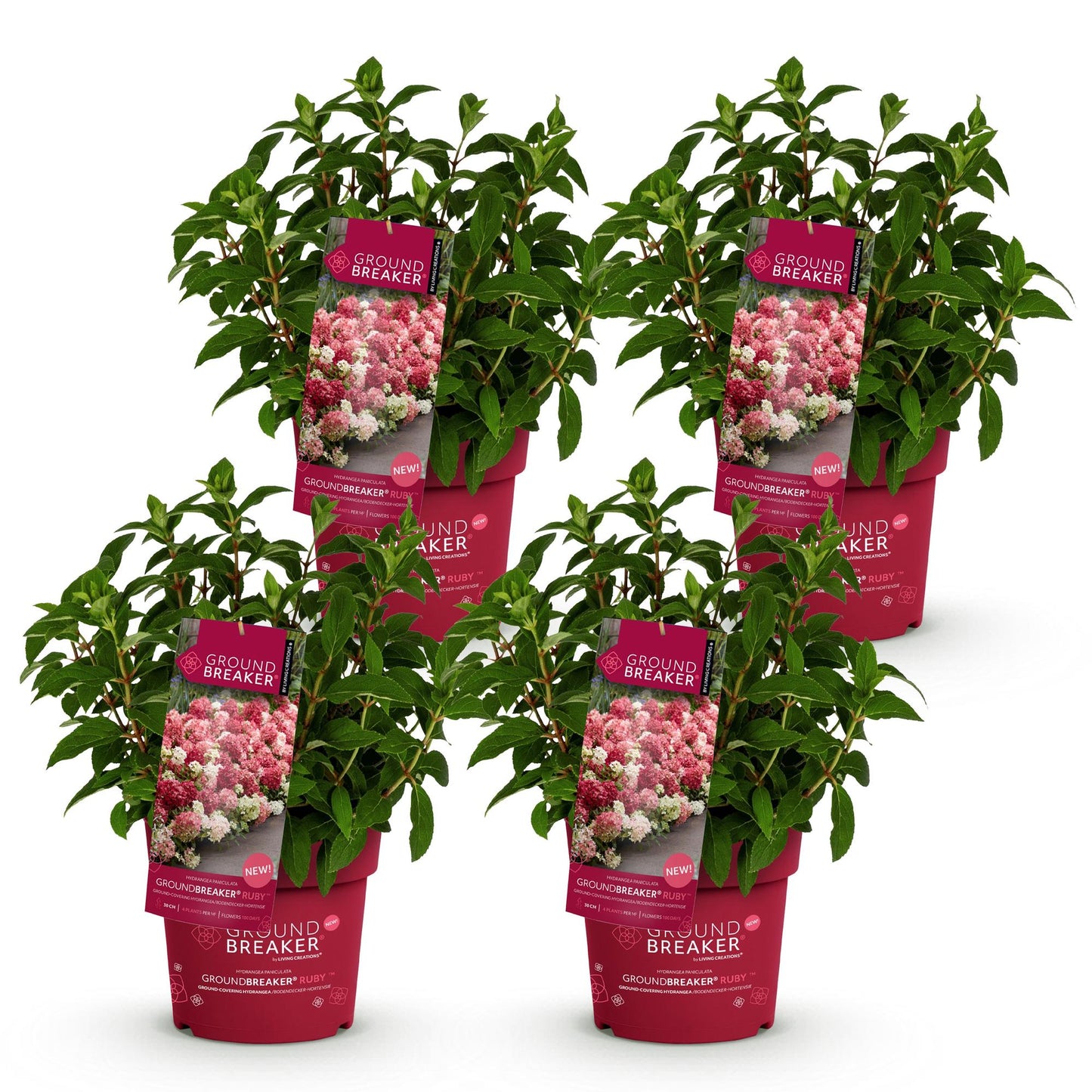 🌸 Hydrangea paniculata ‘Groundbreaker® Ruby’ | Pluimhortensia (4 Stuks)