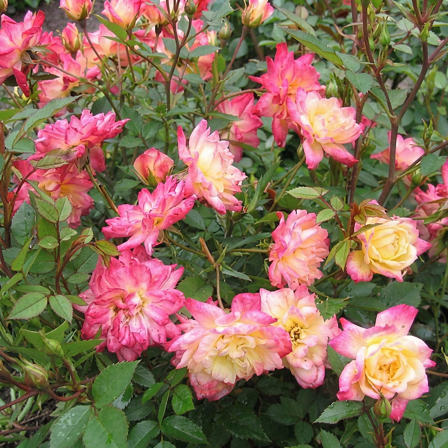 🌹 Rosa 'Tricolor Fairy' | Compacte Rozen met Geel-Roze Bloemen (3 stuks)