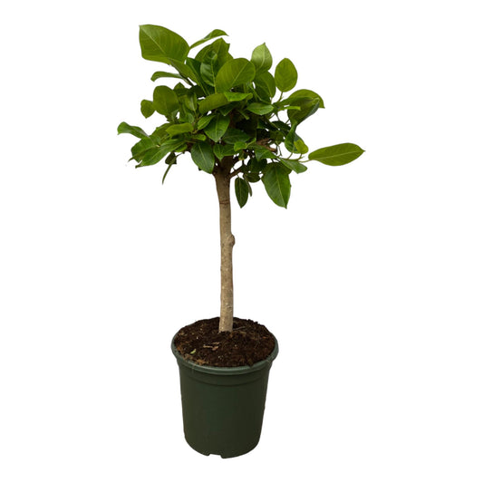 🌿Ficus Altissimo Variegata