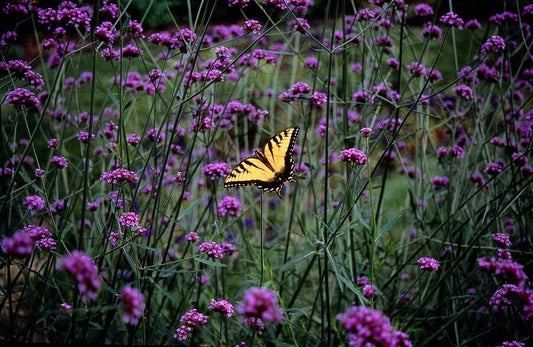 🦋 Verbena bonariensis – IJzerhard (6 Stuks)