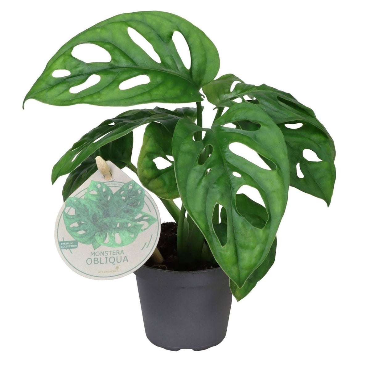 🌿 Monstera ‘Obliqua’ – Gatenplant