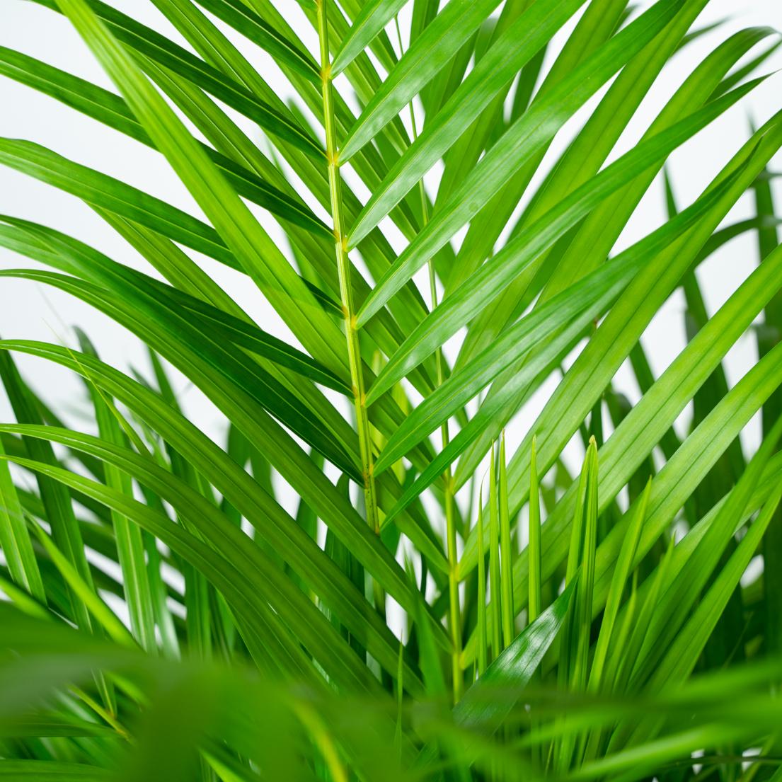 🌴 Areca Palm – Goudpalm